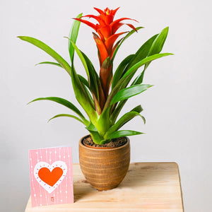 Plante